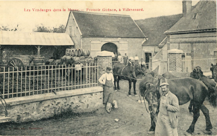 Le pressoir GUENON à Villevenard en pleines vendanges